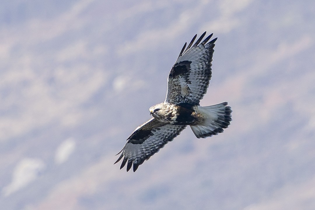 Rough-legged Hawk - ML646624089