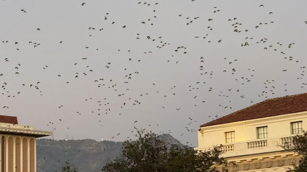 Red-crowned Amazon - ML646624091