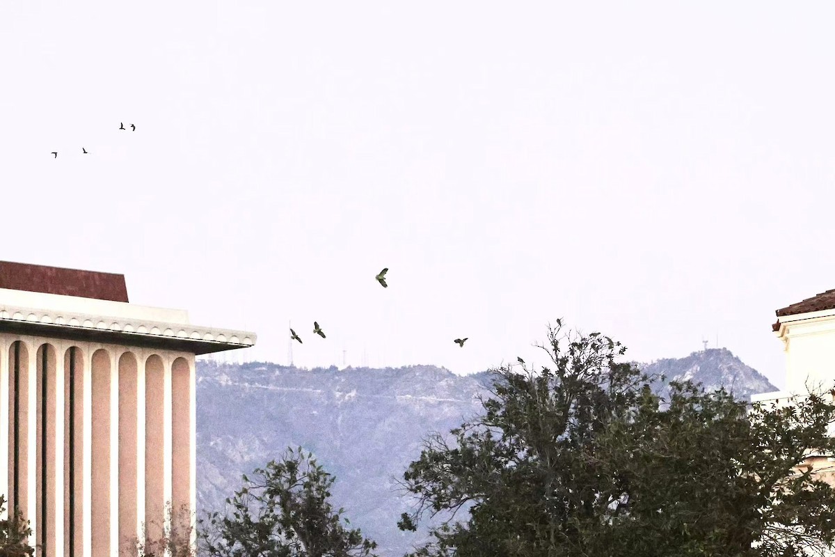 Red-crowned Amazon - ML646624092