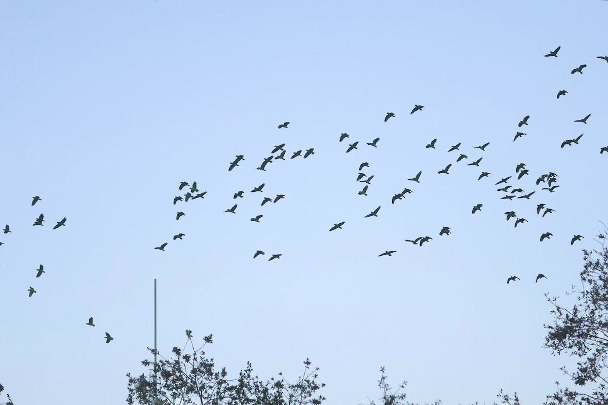 Red-crowned Amazon - ML646624093