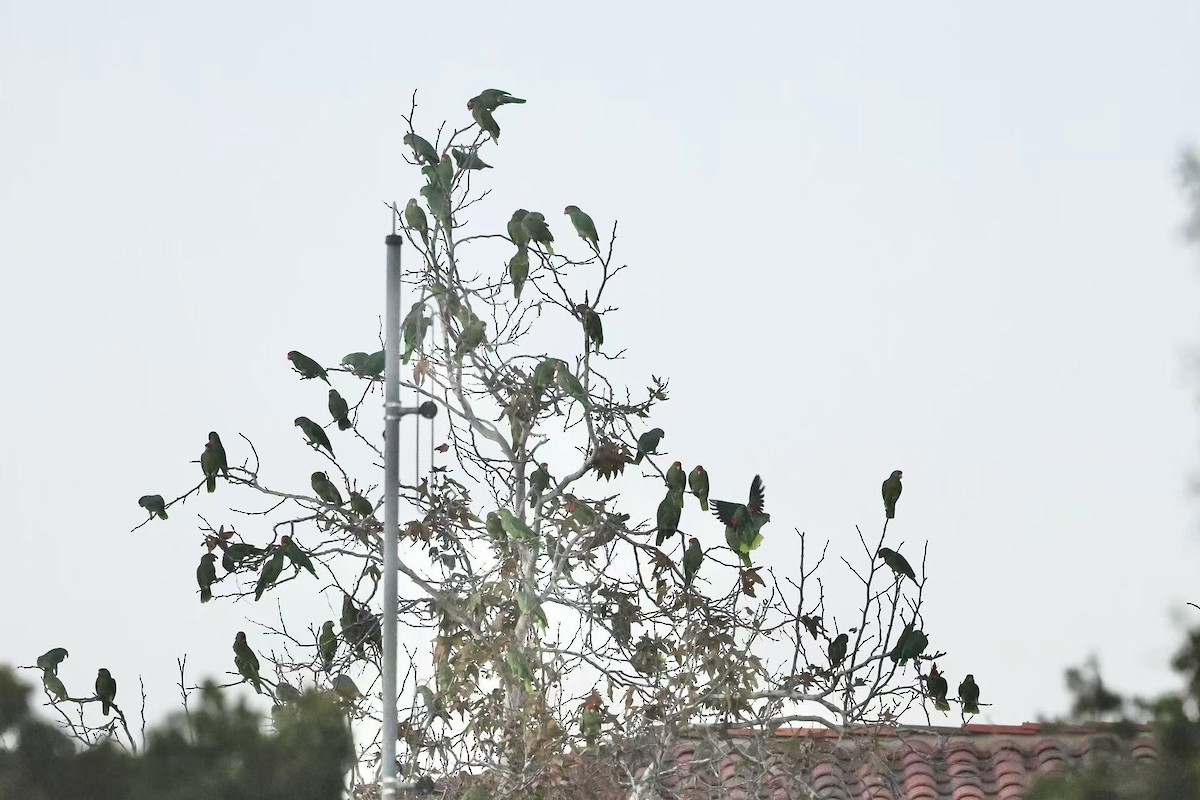 Red-crowned Amazon - ML646624094