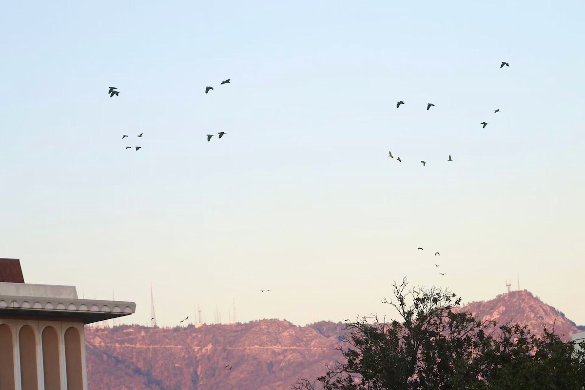 Red-crowned Amazon - ML646624095