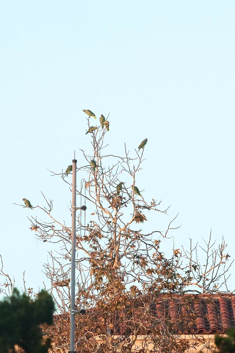 Red-crowned Amazon - ML646624096