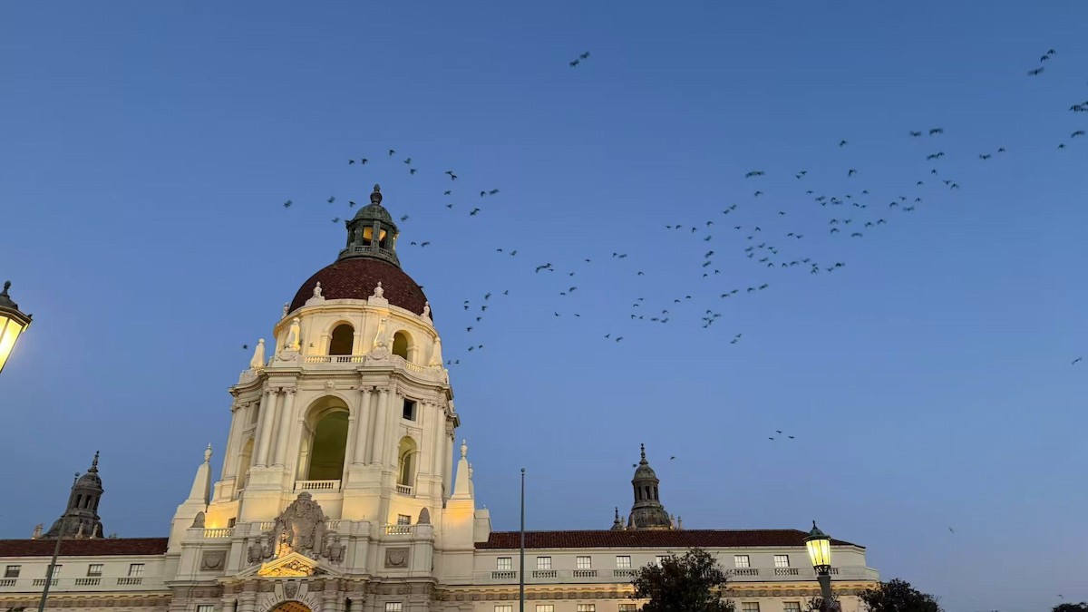 Red-crowned Amazon - ML646624097