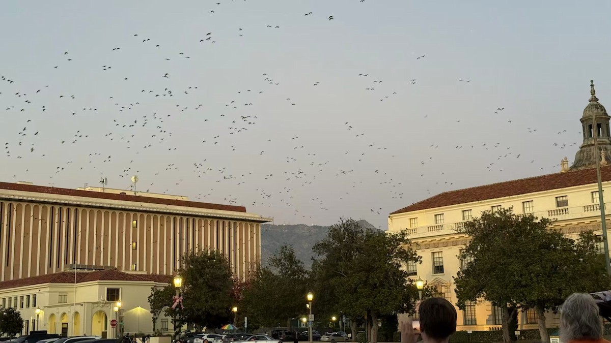 Red-crowned Amazon - ML646624098