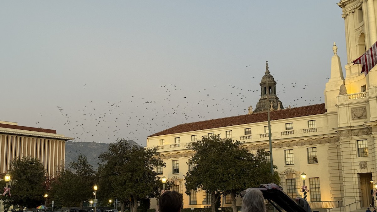 Red-crowned Amazon - ML646624099