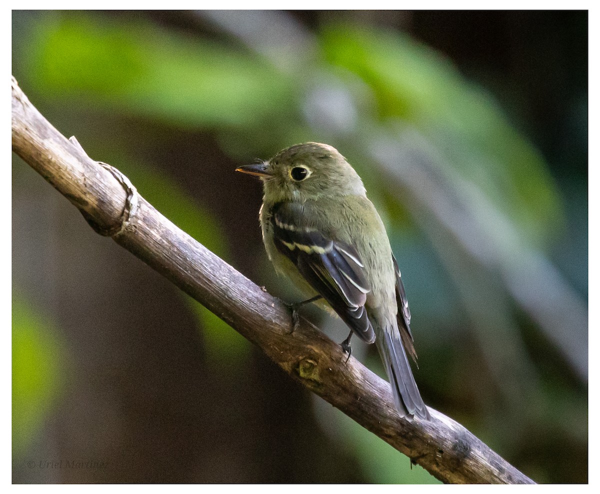 חטפית צהובת-גחון - ML646624101