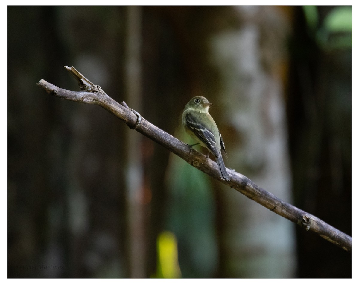 חטפית צהובת-גחון - ML646624102