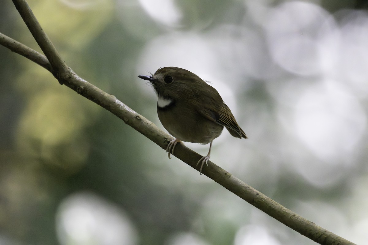 Ak Boğazlı Sinekkapan - ML646624103