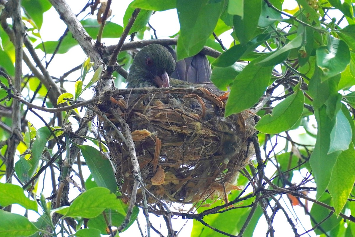 Olive-backed Oriole - ML646624104