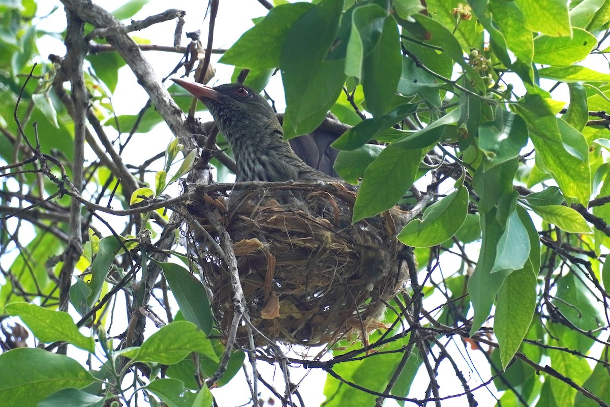 Olive-backed Oriole - ML646624105