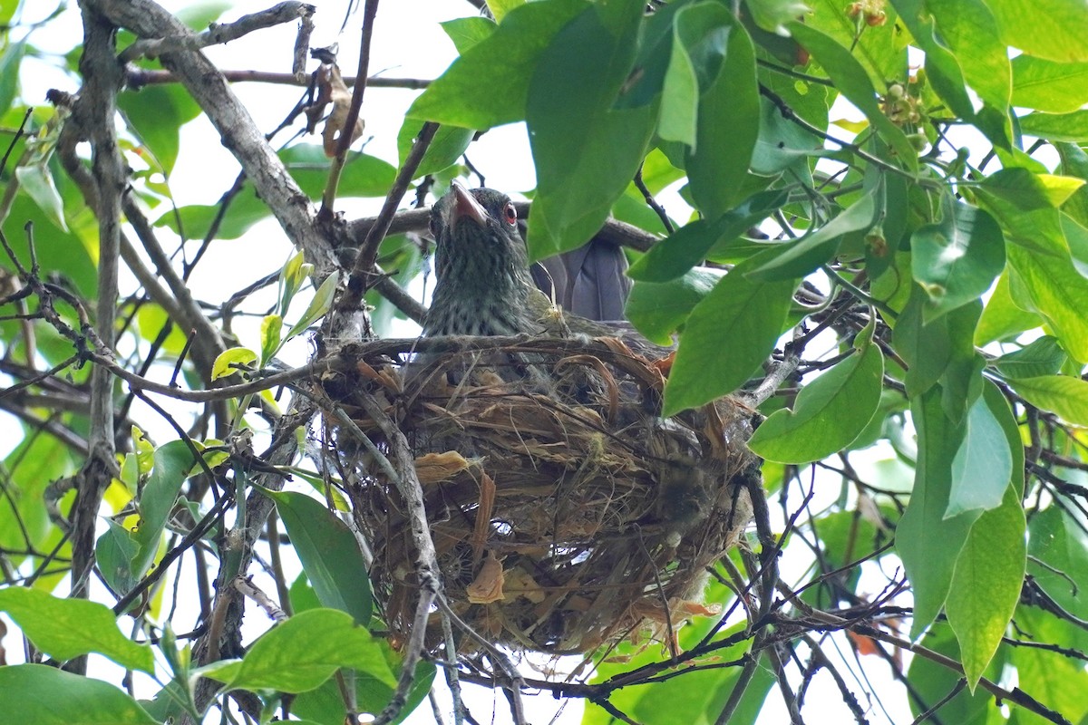 Olive-backed Oriole - ML646624106