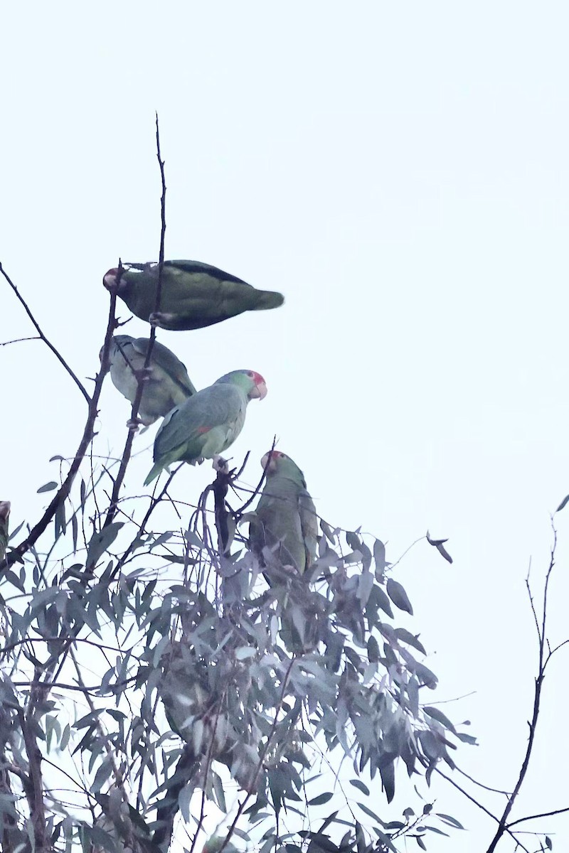 Lilac-crowned Amazon - ML646624109