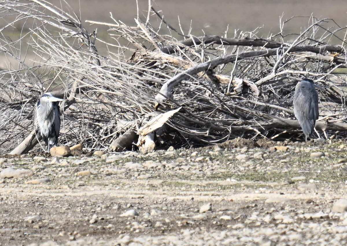 Great Blue Heron - ML646624114