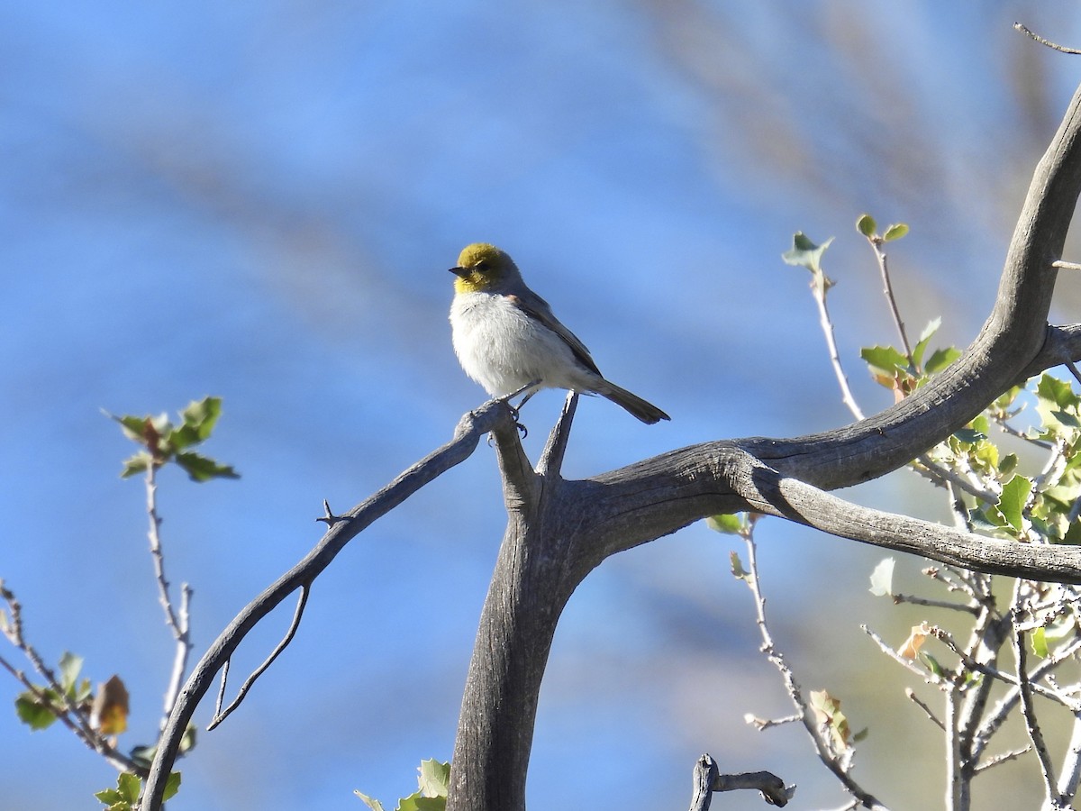 meisesmett - ML646624117