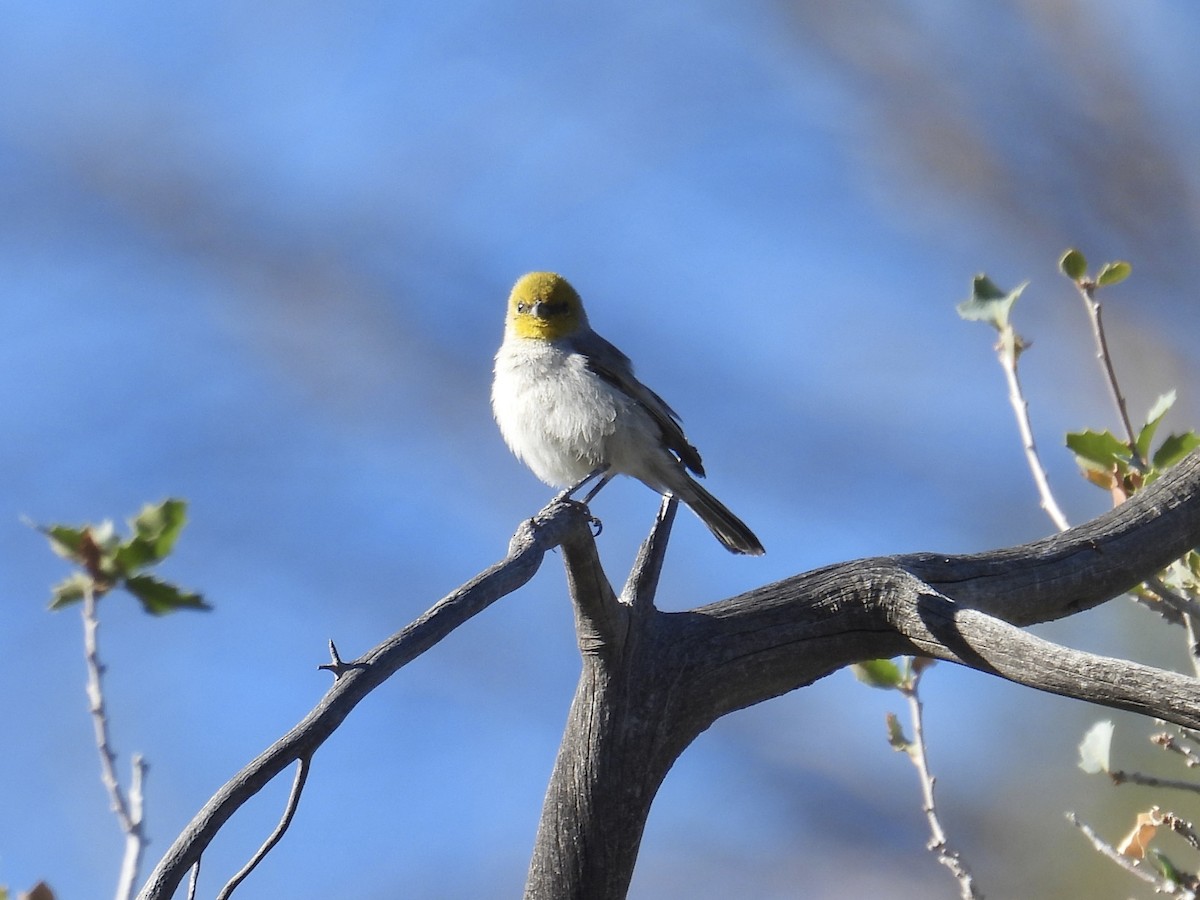 meisesmett - ML646624118