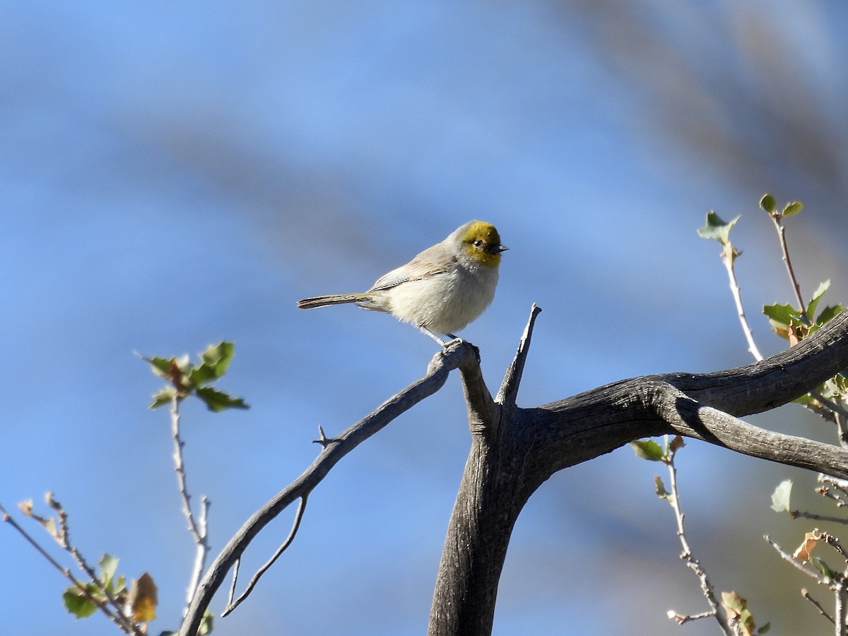 meisesmett - ML646624119