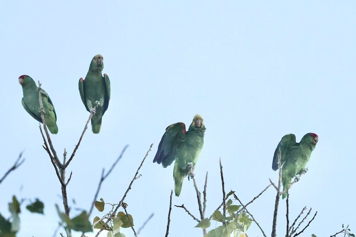 Yellow-headed Amazon - ML646624120