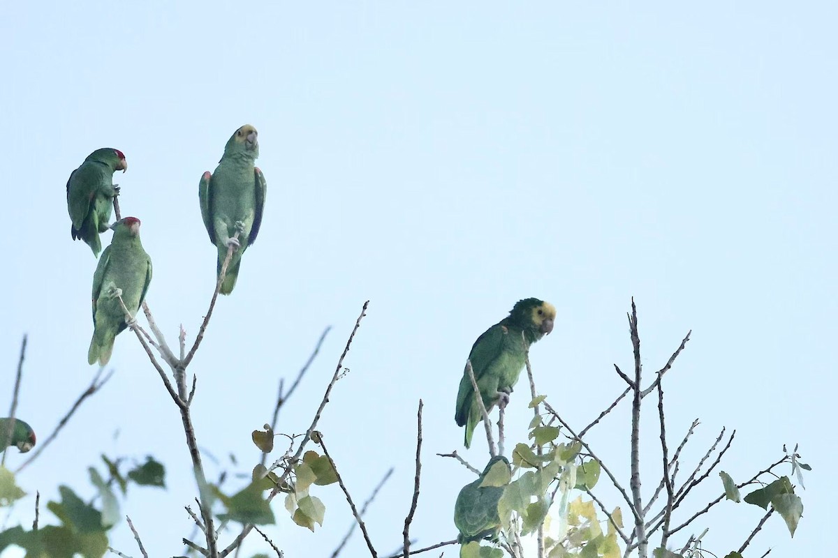 Yellow-headed Amazon - ML646624121