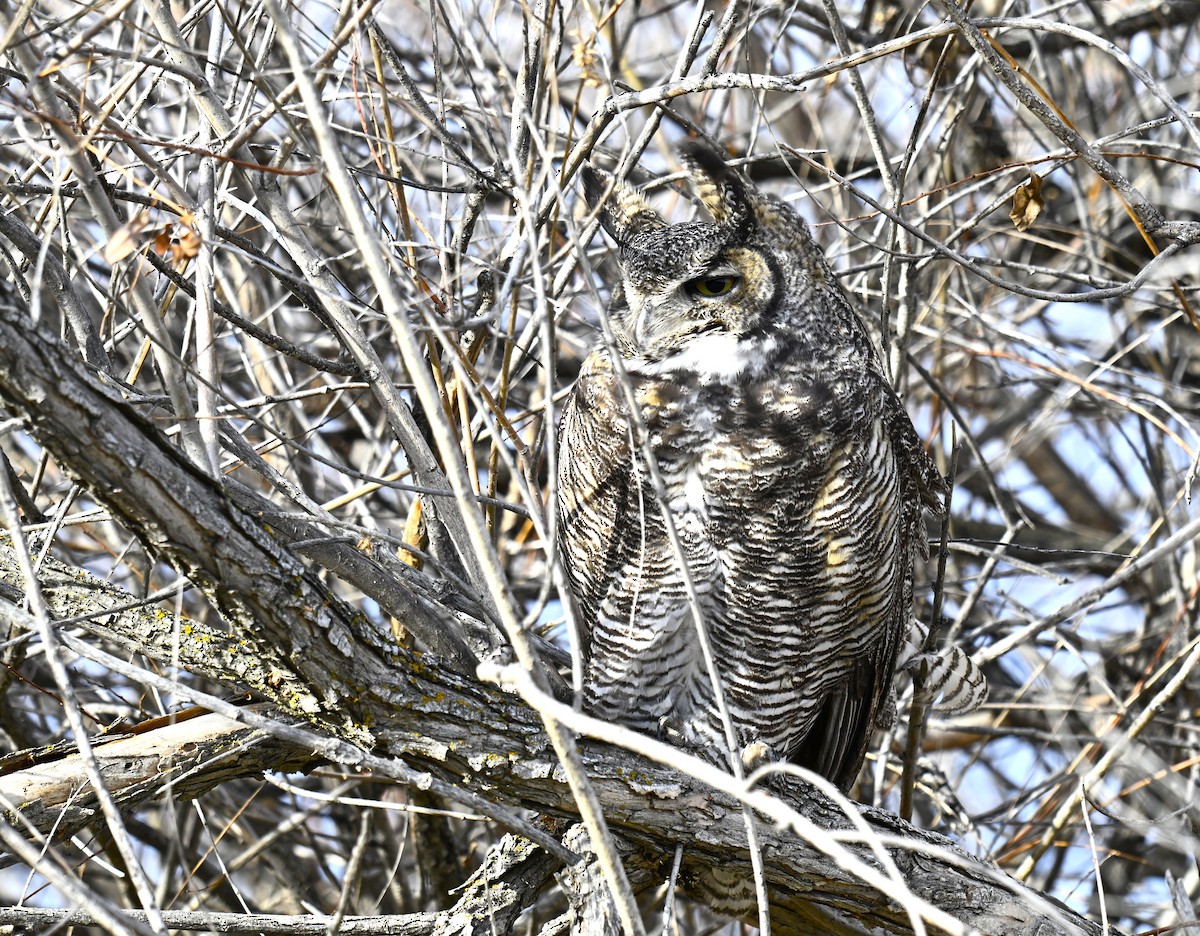 Great Horned Owl - ML646624123