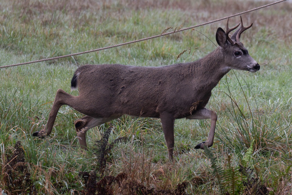 Columbian Black-tailed Deer - ML646624125