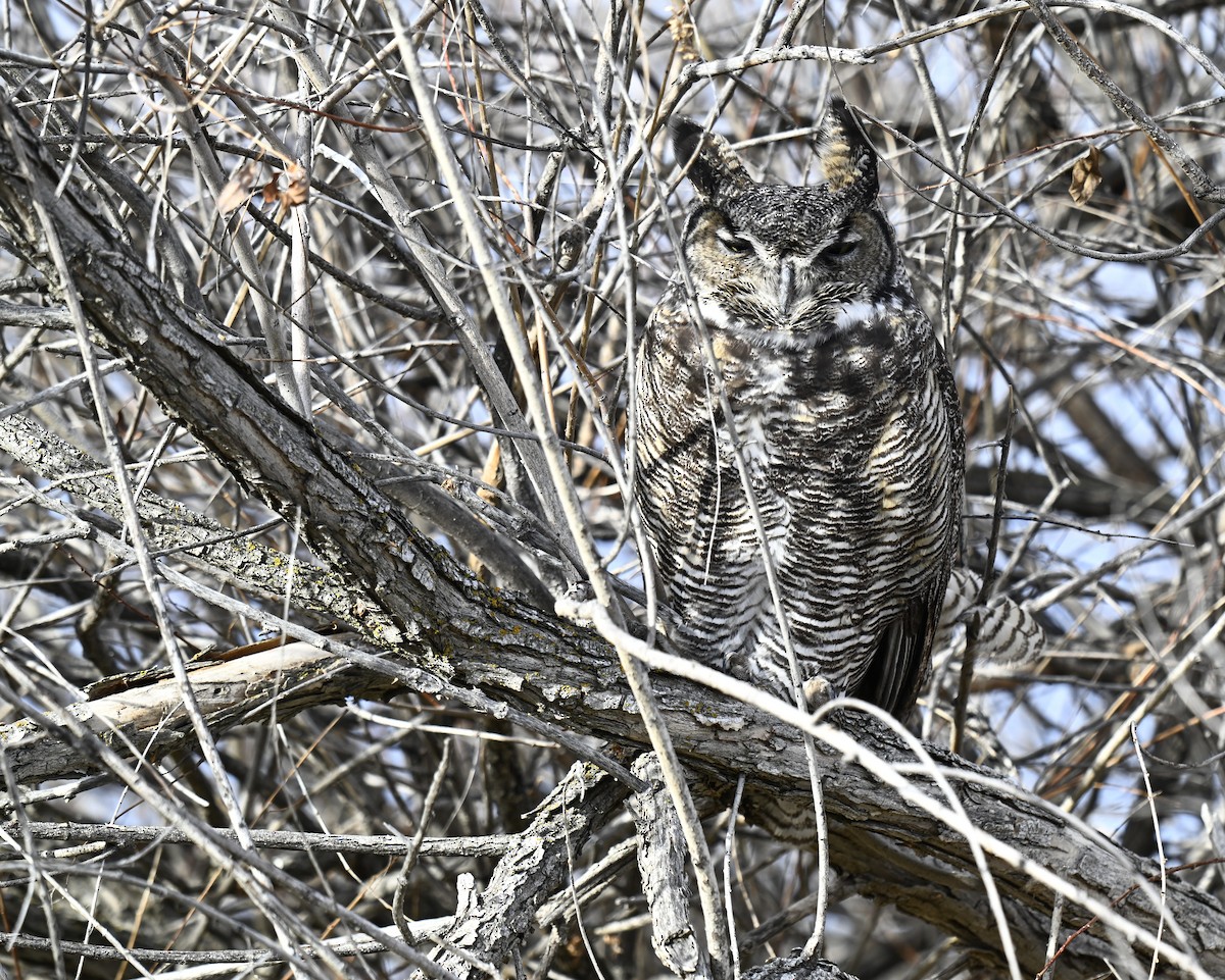 Great Horned Owl - ML646624126