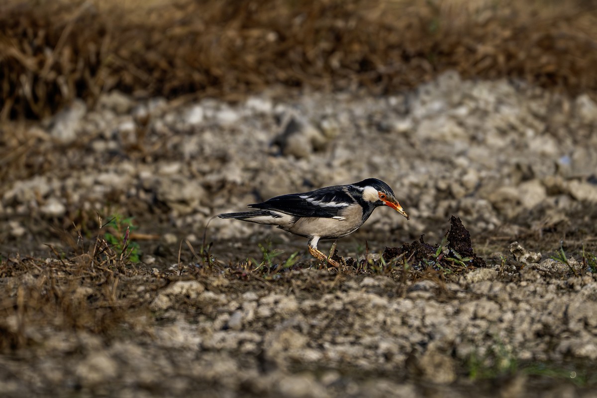 印度鵲椋鳥 - ML646624127