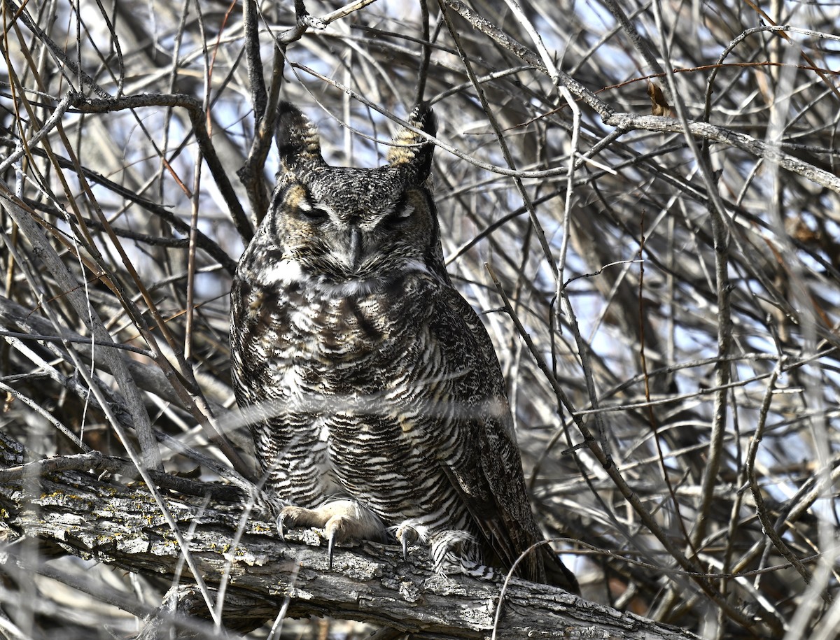 Great Horned Owl - ML646624128
