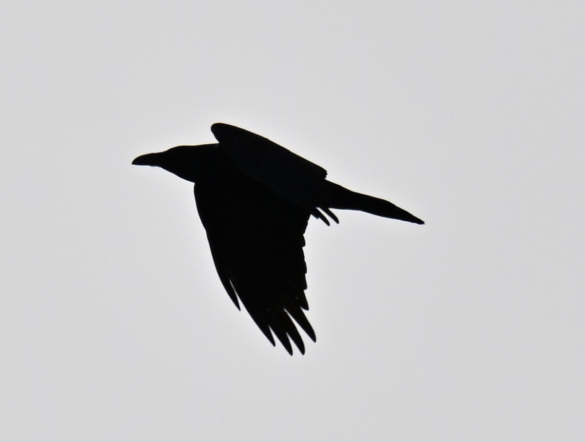 Common Raven - ML646624129