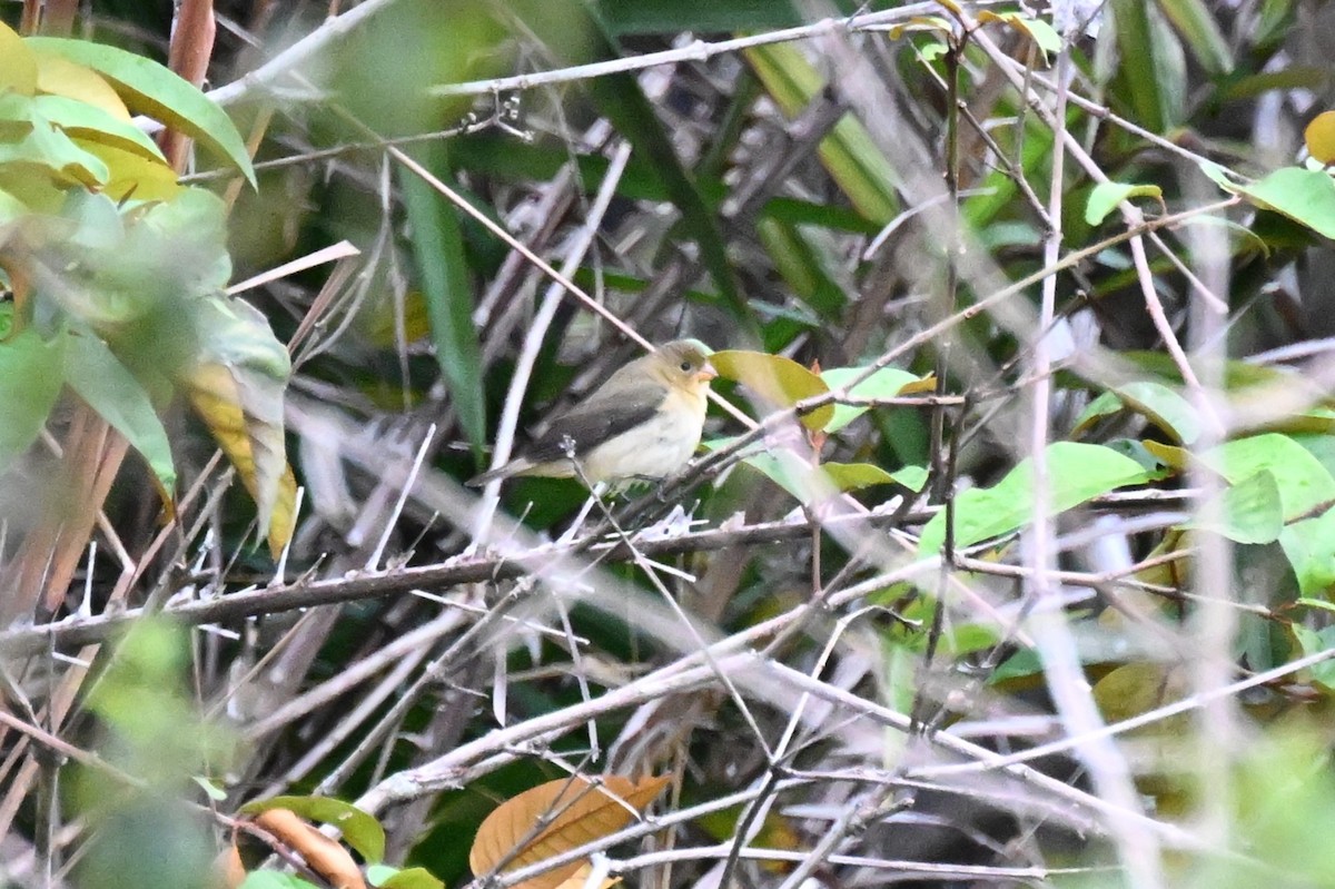 ヒメウソ属 - ML646624130