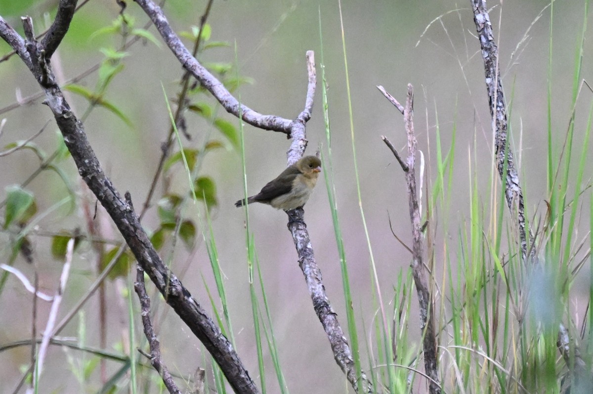 ヒメウソ属 - ML646624131