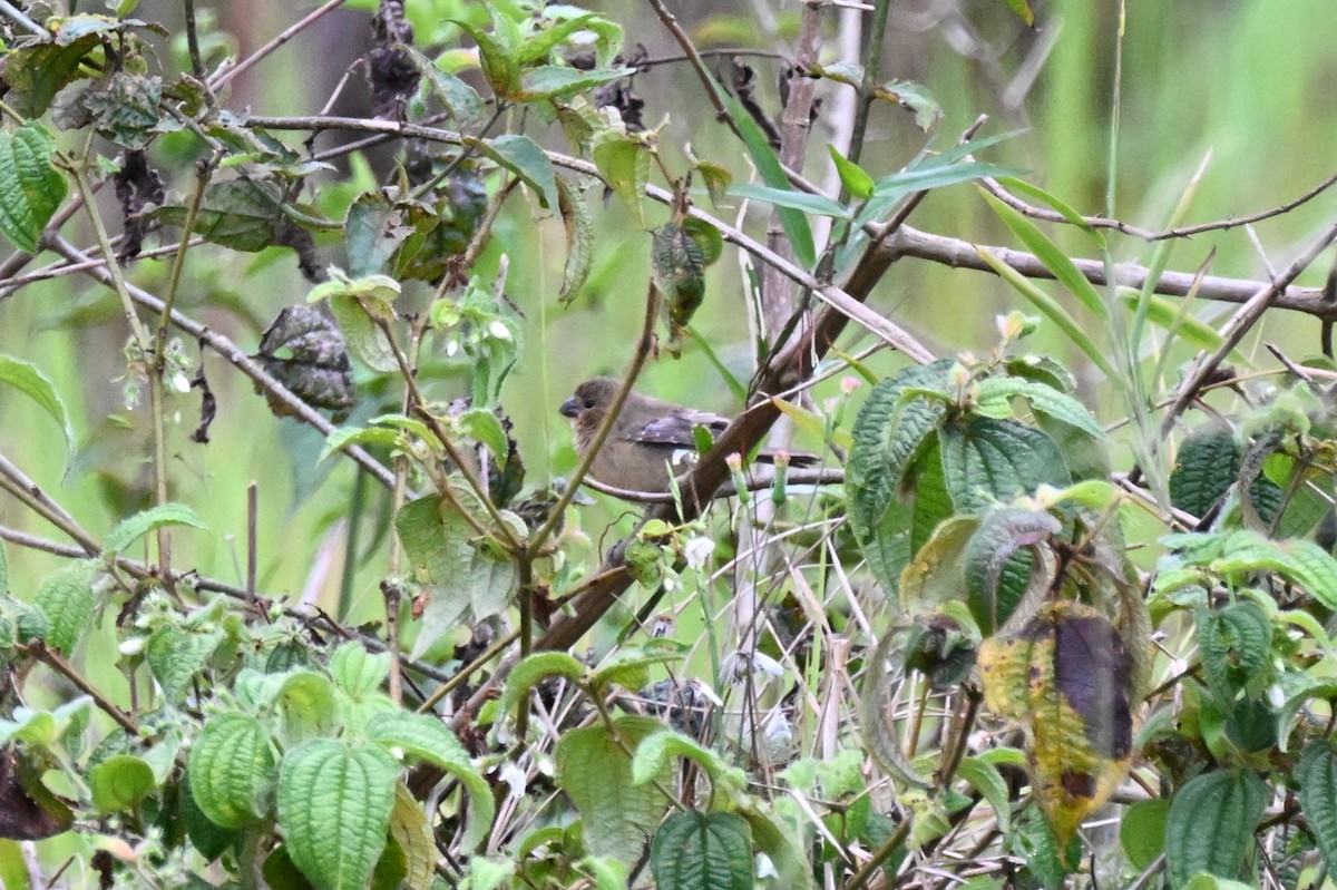 ヒメウソ属 - ML646624132