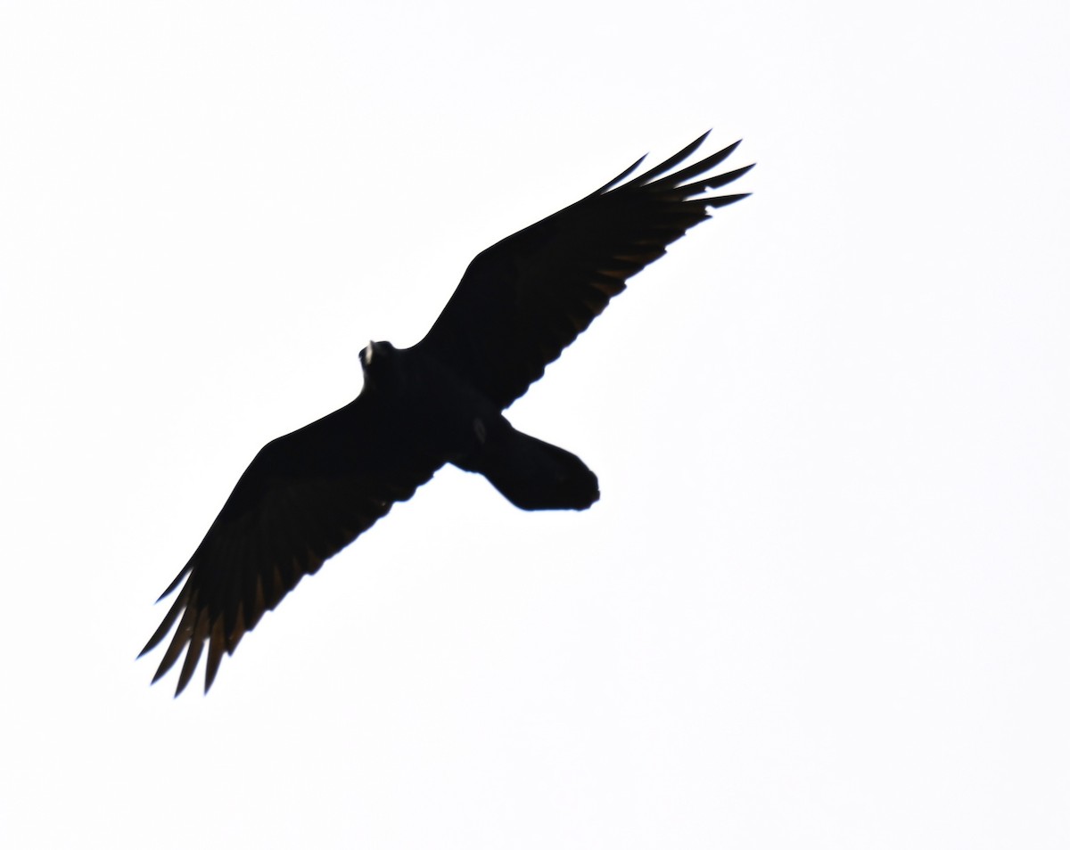 Common Raven - ML646624134