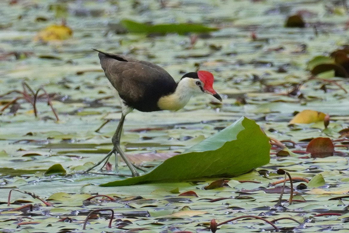 Comb-crested Jacana - ML646624138