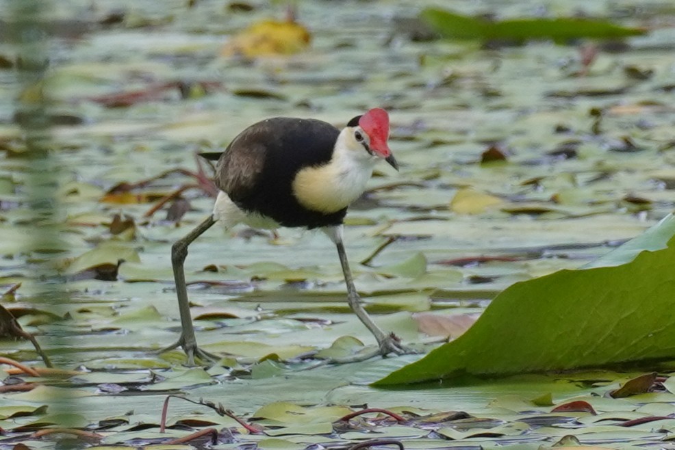 Comb-crested Jacana - ML646624139