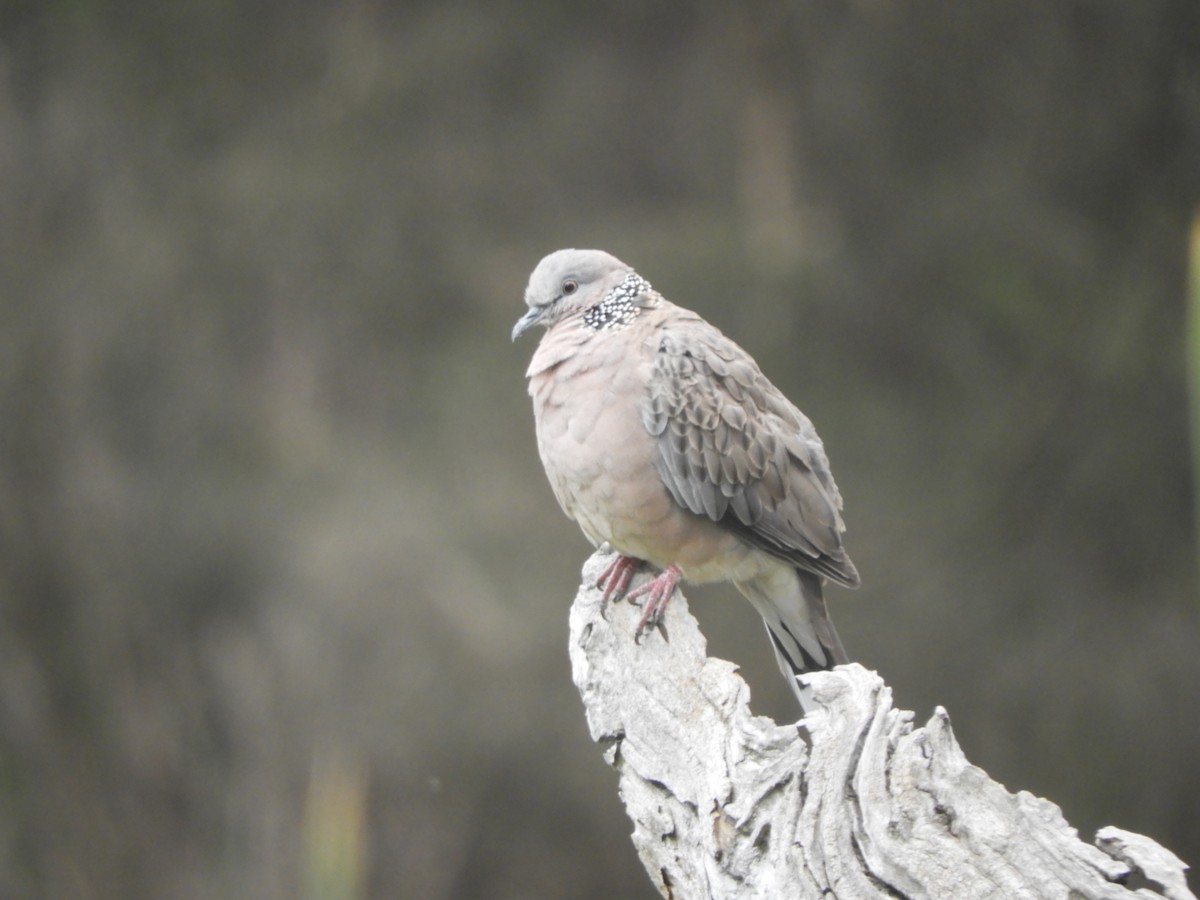Spotted Dove - ML646624143