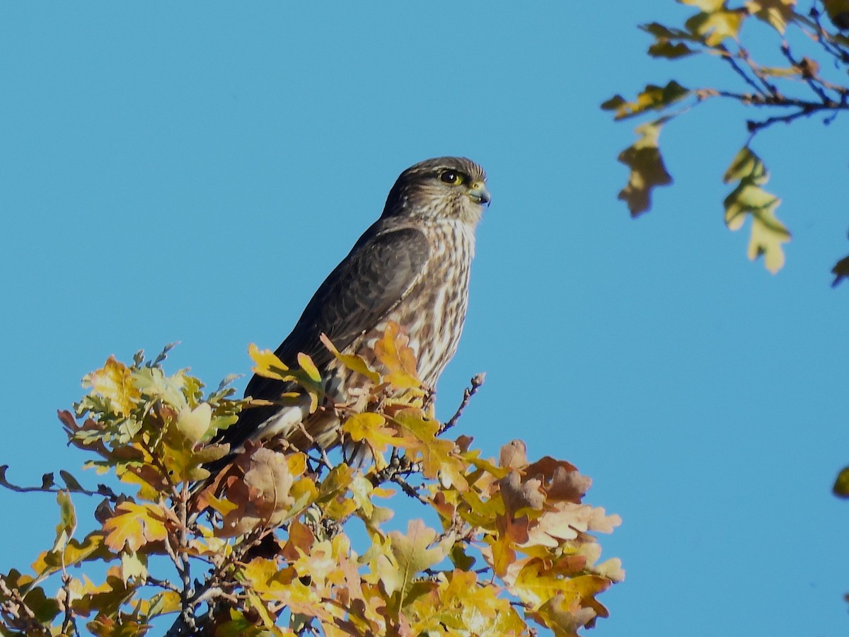 Boz Doğan - ML646624152