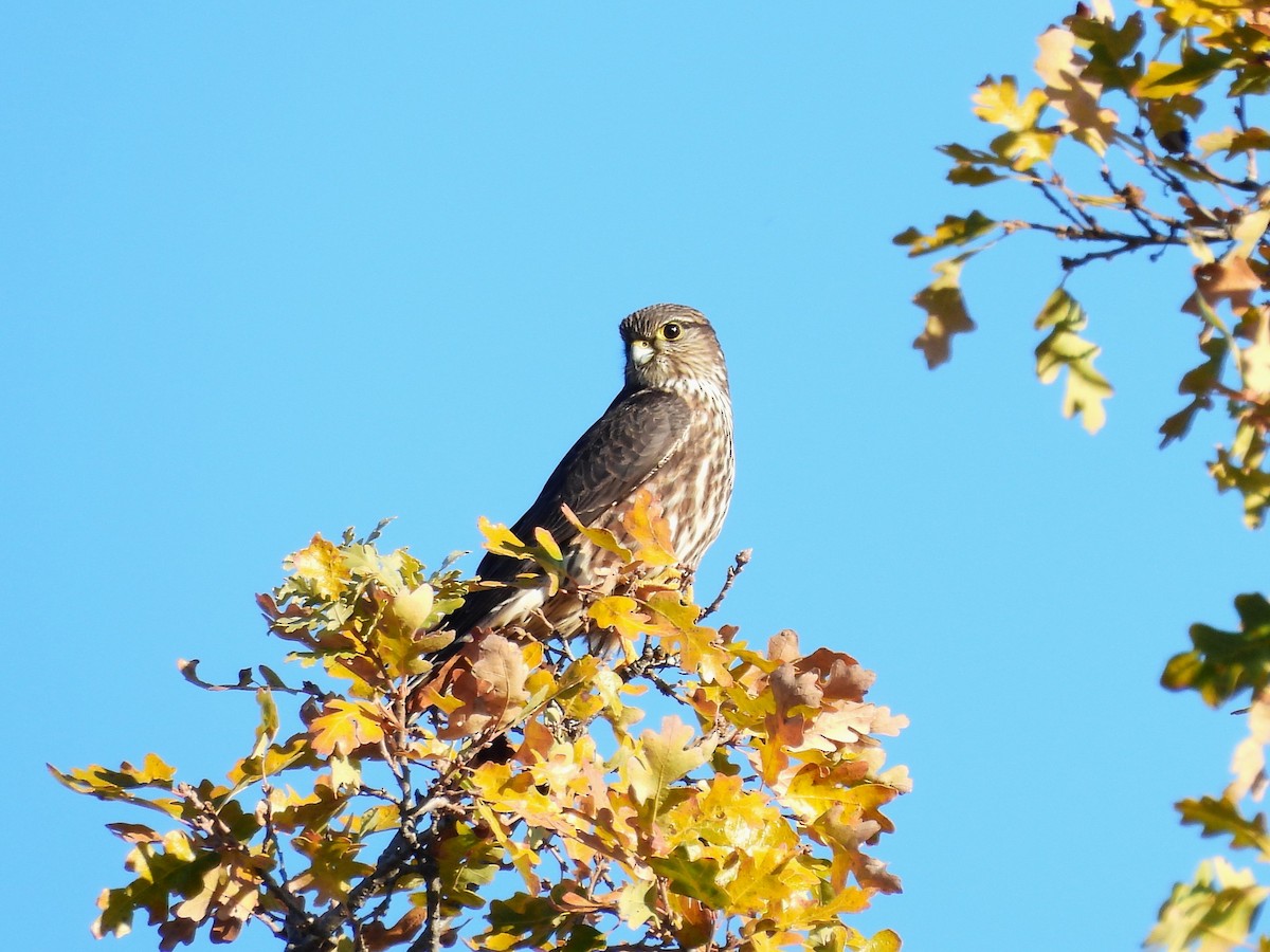 Boz Doğan - ML646624153