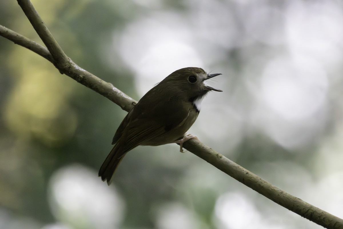 Ak Boğazlı Sinekkapan - ML646624156