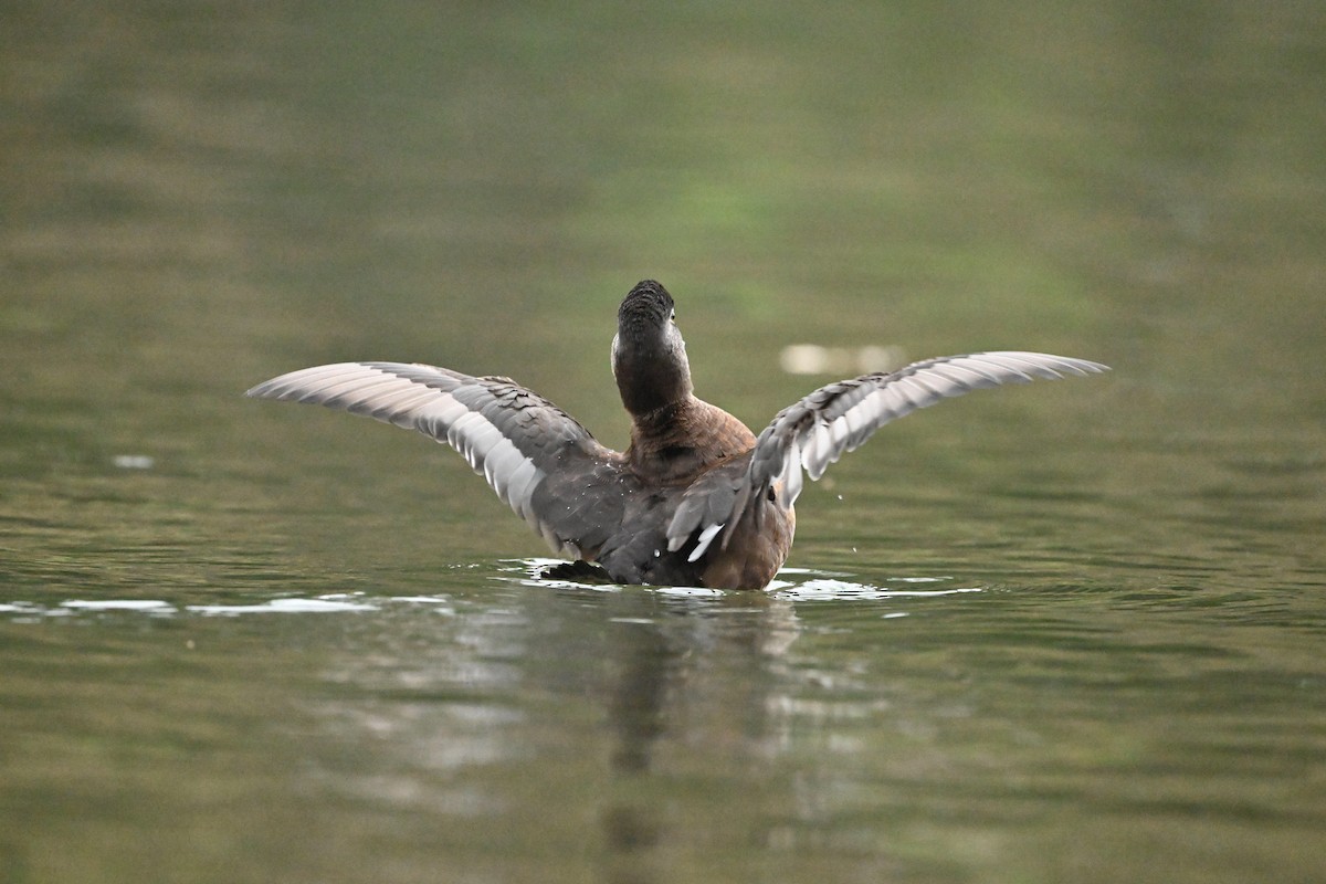 Ring-necked Duck - ML646624158
