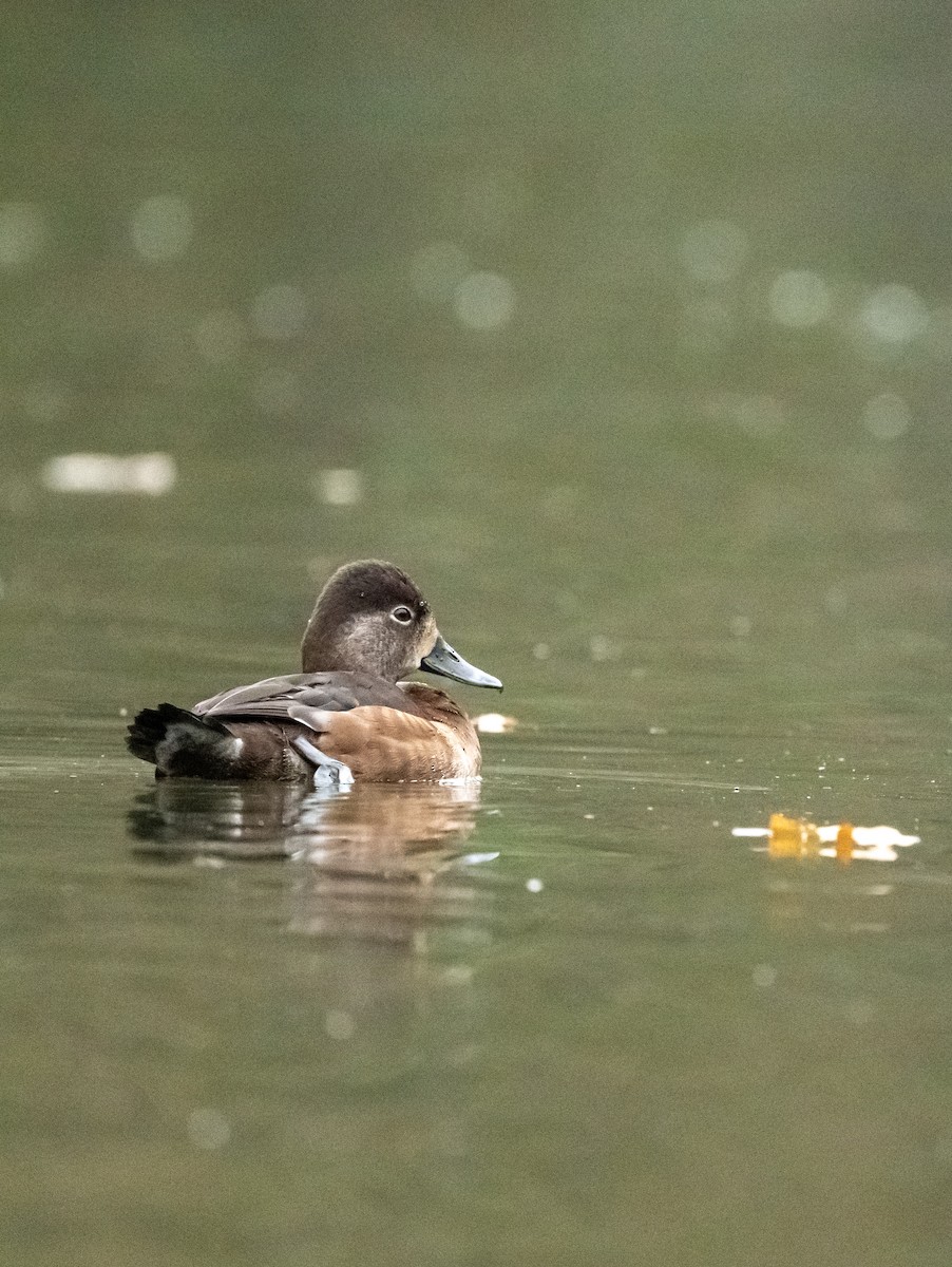 Ring-necked Duck - ML646624159