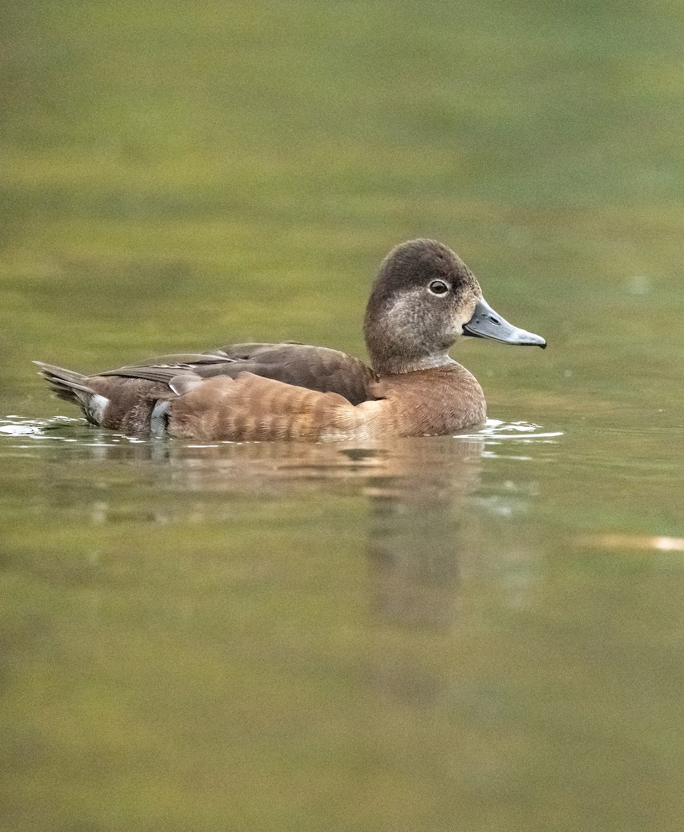 Ring-necked Duck - ML646624160