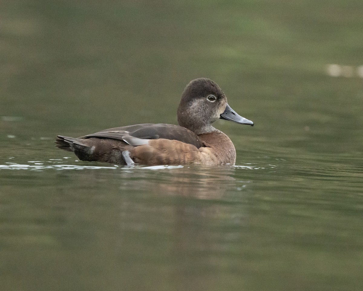 Ring-necked Duck - ML646624161