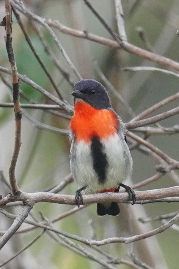 Mistletoebird - ML646624162