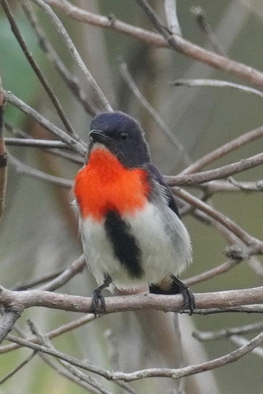 Mistletoebird - ML646624163