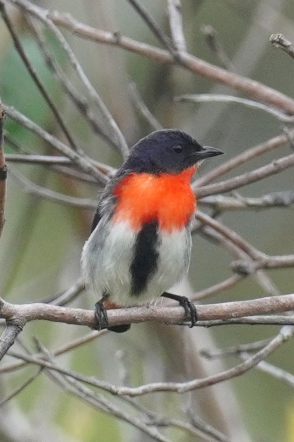 Mistletoebird - ML646624164
