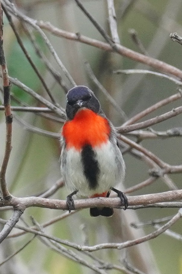 Mistletoebird - ML646624165