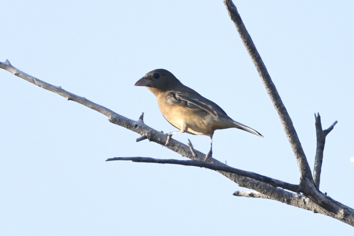 Rose-bellied Bunting - ML646624166
