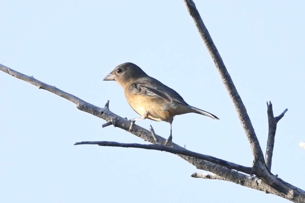Rose-bellied Bunting - ML646624167