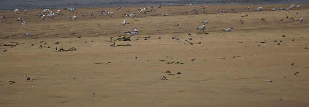 Tibetan Sand-Plover - ML646624169